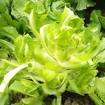 儿菜