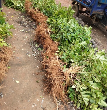 江西中花吴茱萸苗 ,种苗,茶辣臭辣子漆辣子树衣子提供技术