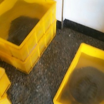 生态老甲鱼