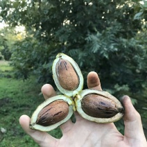 碧根果树，1-6公分的都有货，当年的树，有两年的树，