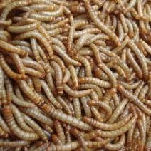 黄粉虫出售，寻找收货商