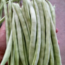 小金豆