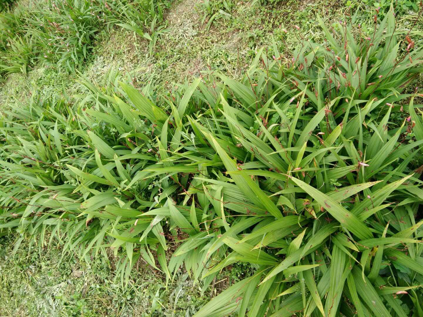 白芷植物图,展示其茎叶与伞形花序的自然形态 白芷植物图