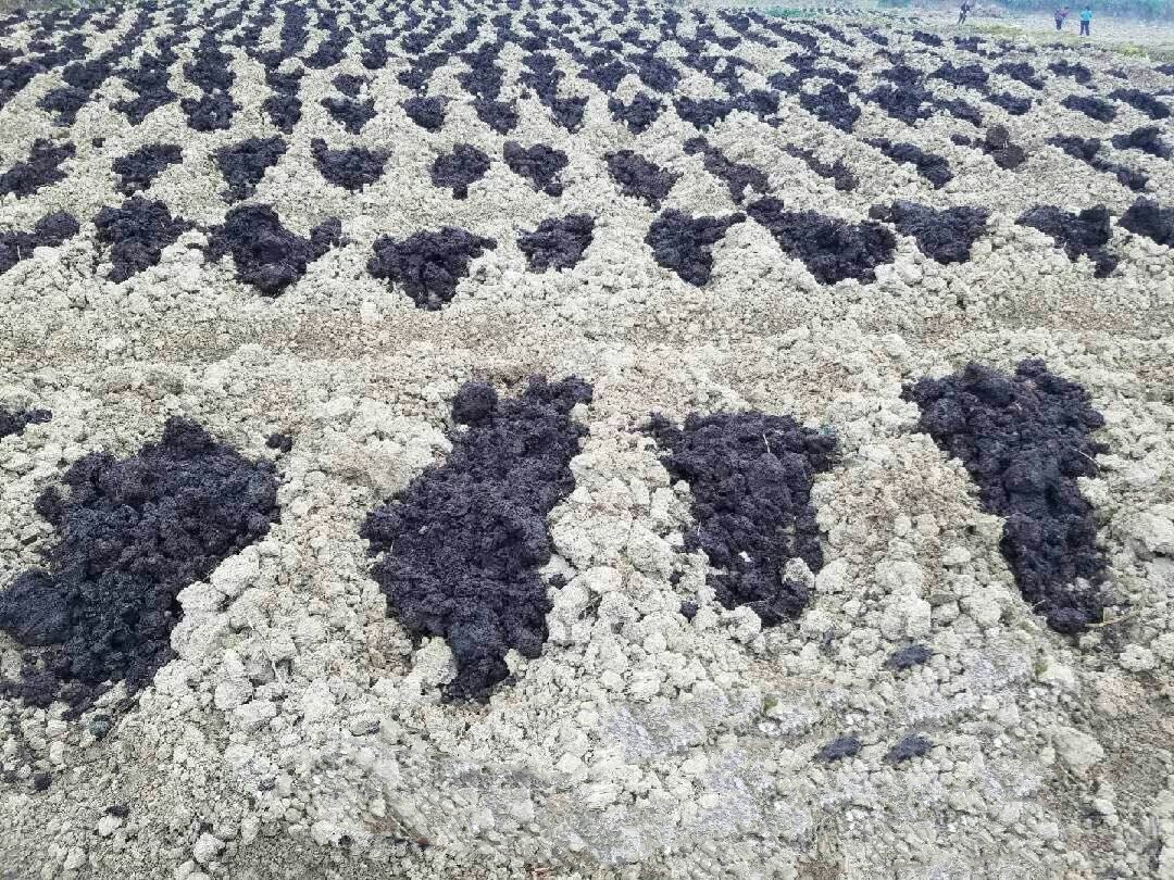 白芨与子姜的产地分布图