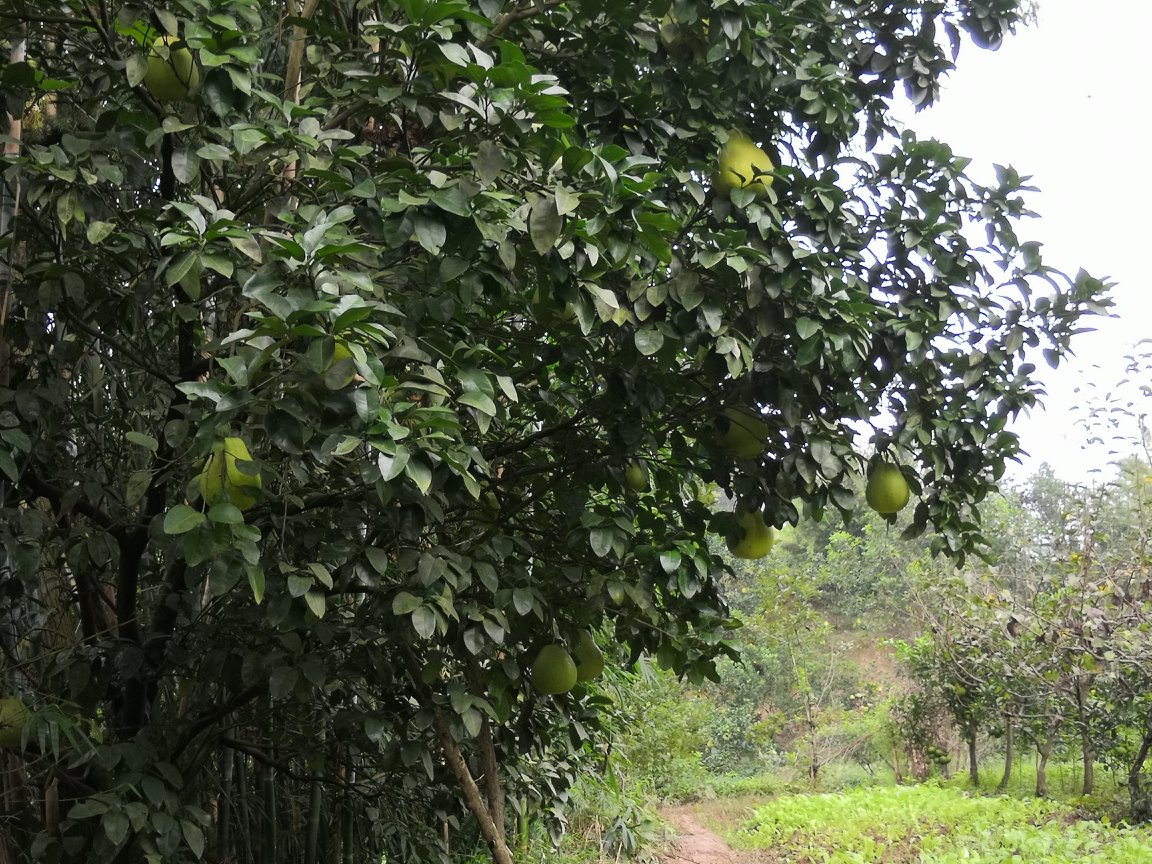 沙田柚夏季果实膨大期田间管理场景