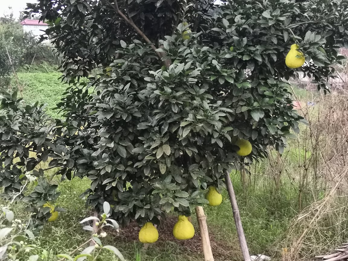 一名身穿浅色工作服的泰国果农站在梯子上,正用手小心地剪下一颗成熟的沙田柚,果实饱满金黄,背景为密集的柚树行列,地面覆盖着枯叶和杂草,体现自然生态种植环境 泰国沙田柚果园中的工人手工采摘场景