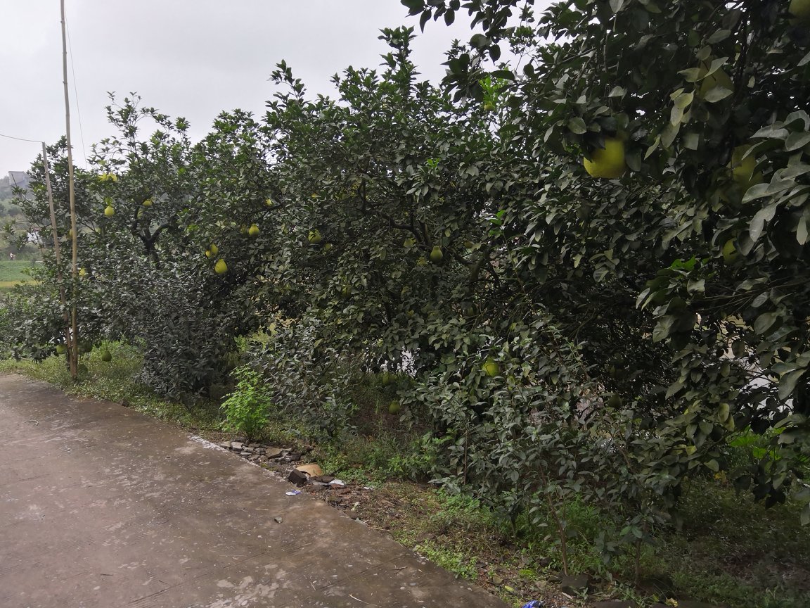 广西容县沙田柚果园春季开花实景