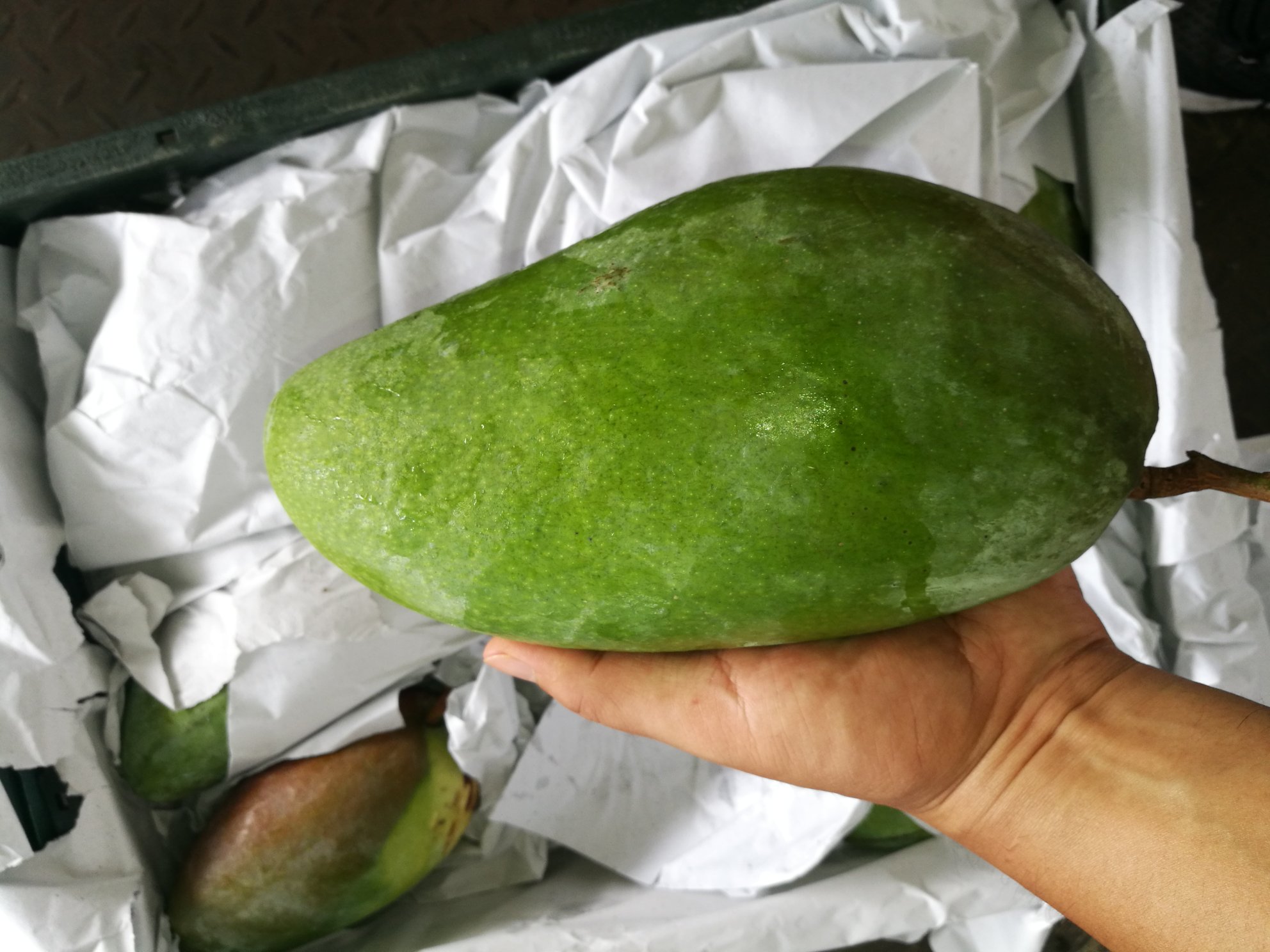 新鲜采摘的大青芒青熟果实特写