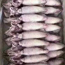 海兔籽乌