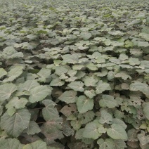 楸树，梓树