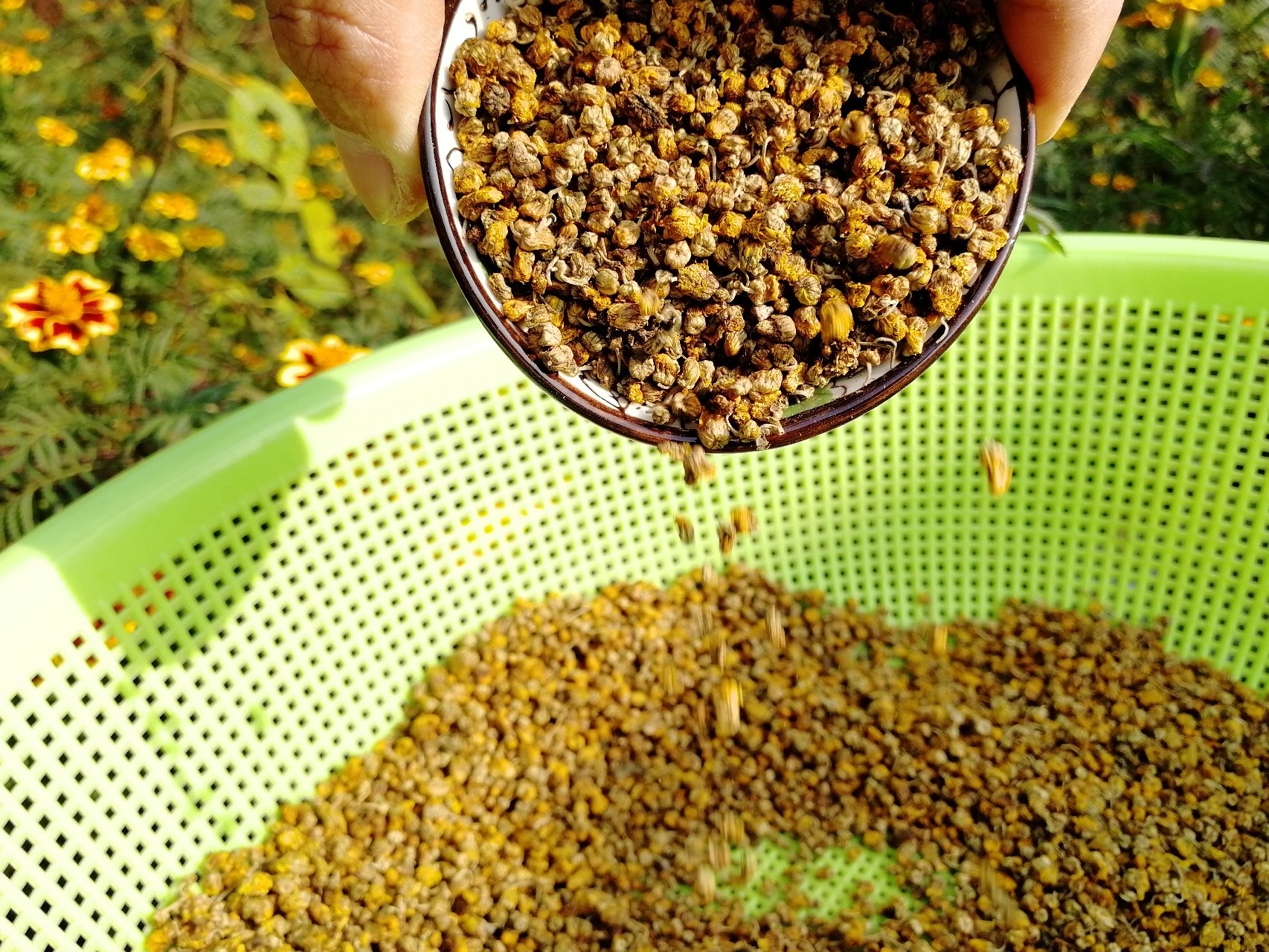 野菊花与蜂蜜泡水制作过程,展示野菊花放入杯中、倒入温水、加入蜂蜜搅拌的步骤 野菊花与蜂蜜泡水制作过程