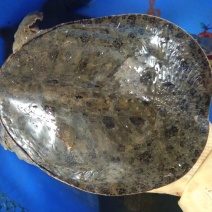 外塘甲鱼，仿野生甲鱼，鳖大量批发