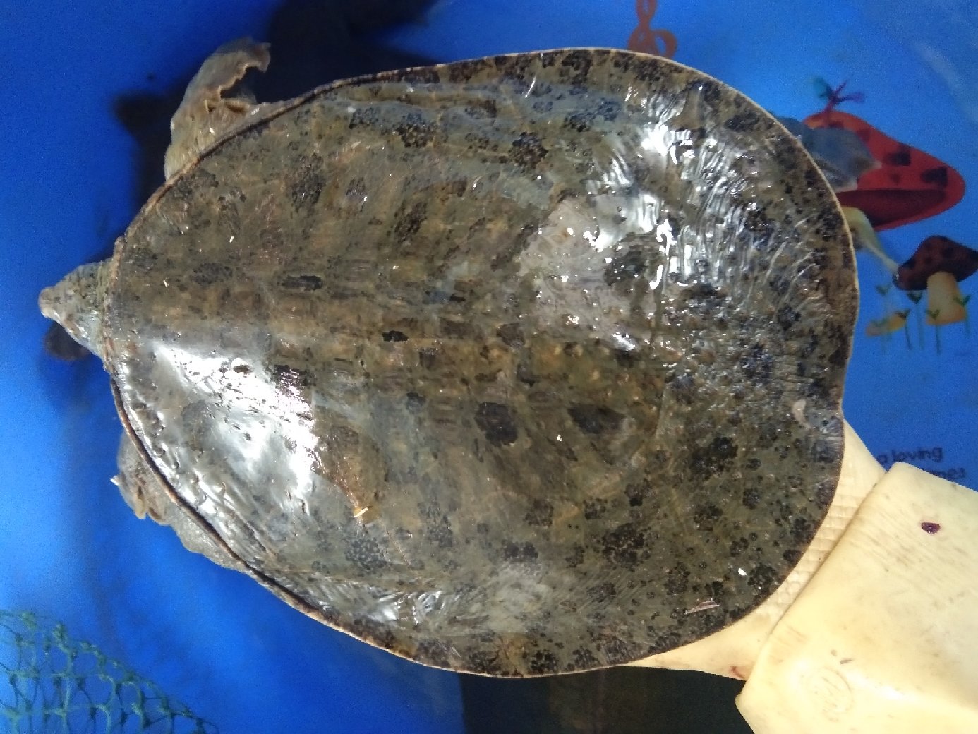 科学解剖级对比:海兔头部结构为典型腹足类模式,具齿舌但无捕食性腕;鱿鱼仔已具备头足类标志性八腕二触腕构型,腕基部带吸盘胚基,内壳原基清晰可见,证实其为独立发育阶段,与海兔无形态同源性 显微解剖对比图:左半部展示海兔头部特写——前端一对短粗嗅角+后端一对细长眼触角,口部位于腹面,无颚片与吸盘;右半部展示刚孵化鱿鱼仔(体长约3mm)——明显八腕环绕口部,两根细长捕食触腕未伸展,胴部可见透明软骨支撑结构及初具轮廓的尾鳍