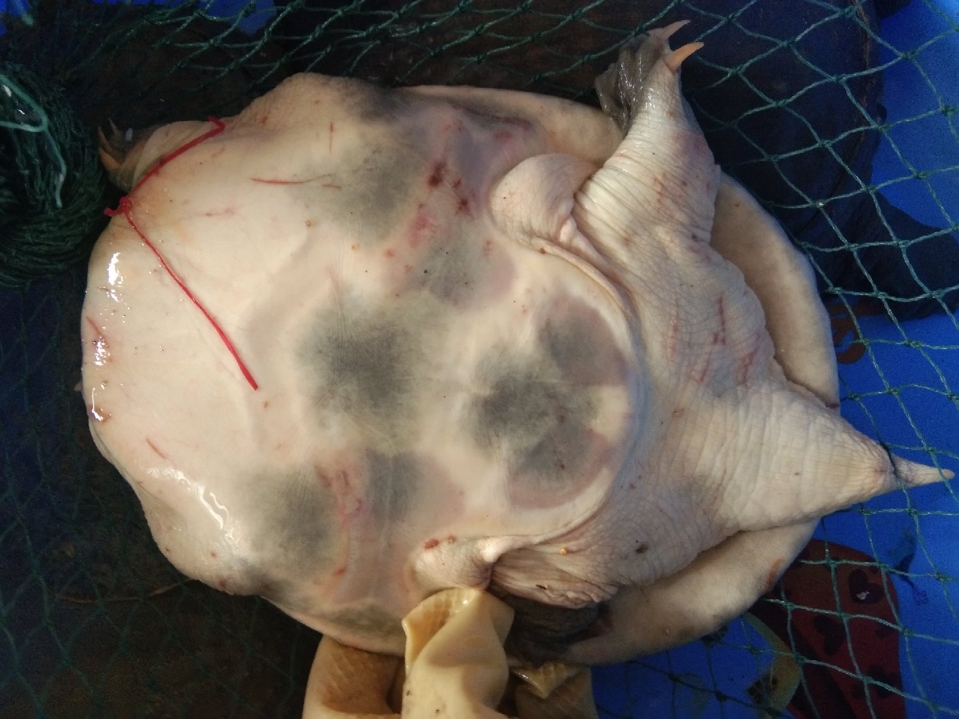 蚕豆象成虫特写,清晰展示其黑色外壳与腿部结构 蚕豆象成虫特写