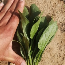 单县大棚菠菜大量上市了！各种规格，代发全国！