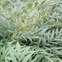 十大功劳，鸭脚木，杜鹃
