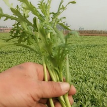 茼蒿菜