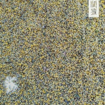 天然野菊花