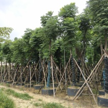 栾树5-25规格全丛生全冠移植苗