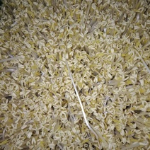 绿豆芽