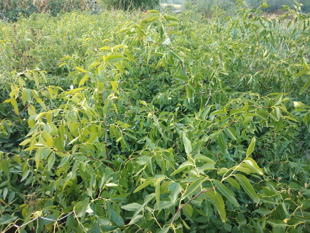 山东滨州金丝新4号种植园航拍