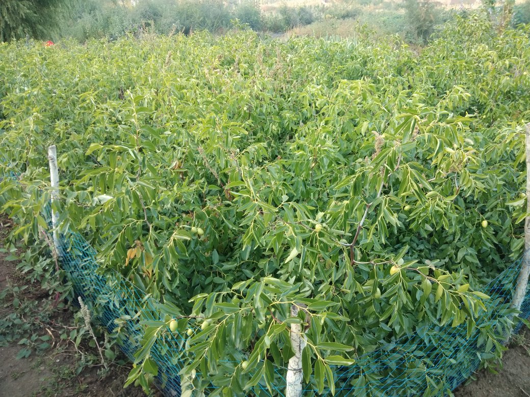一片规模化种植的金丝脆枣果园,树体整齐低矮,枝叶繁茂呈深绿色;成串的金黄色果实悬挂枝头,阳光照射下果面泛光;地面铺设反光膜增强着色,远处可见果农正在巡视田间,展现现代化农业管理场景 金丝脆枣果园实景