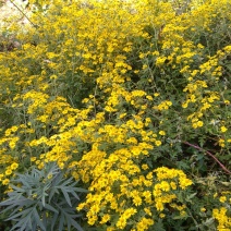 野菊花