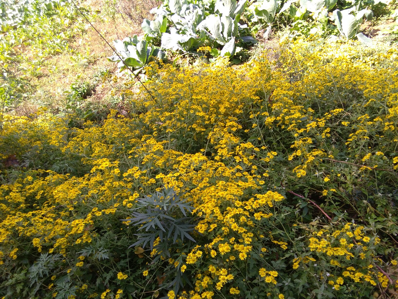 蒲公英与野菊花干品对比图