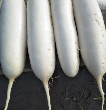 湖北白箩卜有808的秀美的属露地货量大品质好