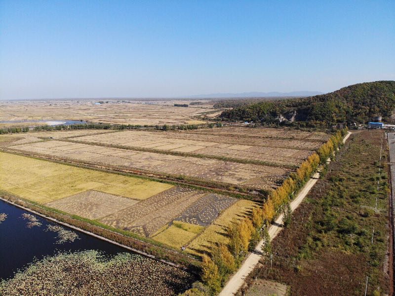 秋季金黄色的稻田延绵起伏,农民正在收割成熟的长粒香稻谷,阳光洒在田野上,空气中仿佛弥漫着稻香,展现东北优质稻米的原生态环境 丰收季节的稻田风光