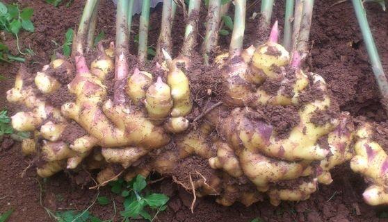 三年老姜植株与新鲜块茎特写