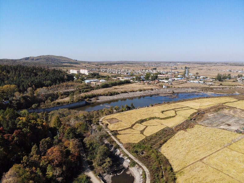 东北秋收玉米田航拍全景