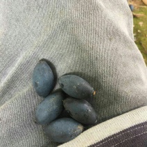 乌橄榄土油橄榄