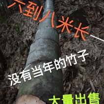 竹子