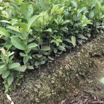 台湾珍珠番石榴苗小杯和中杯30~50cm高，