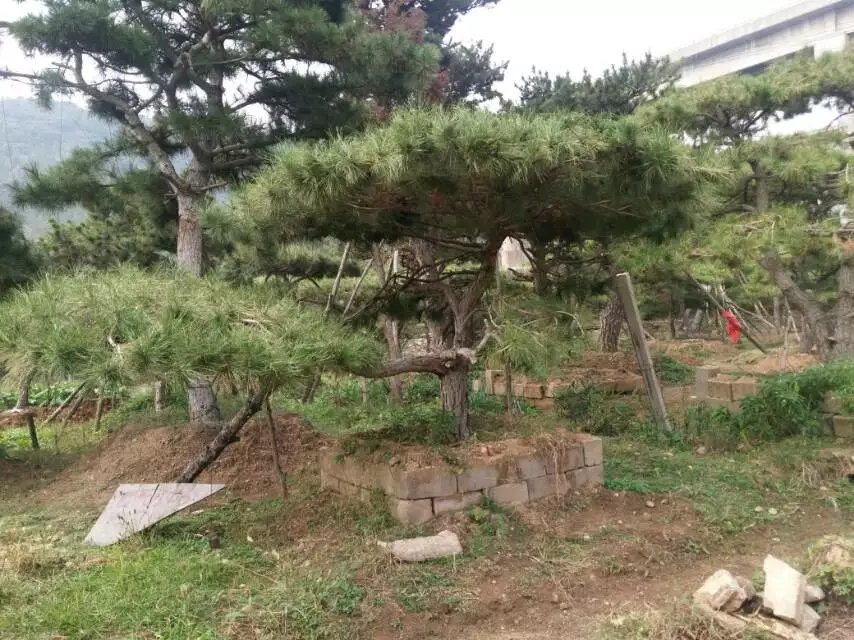 油松与黑松在园林中的应用