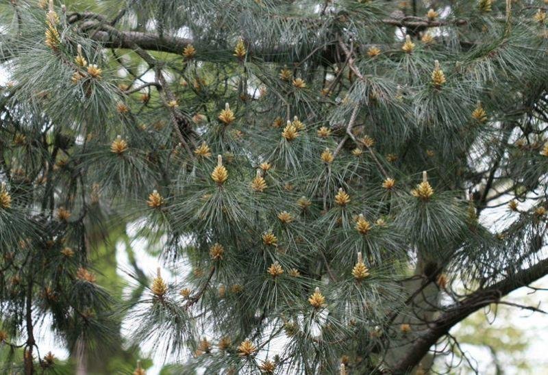 油松针叶与球果特写