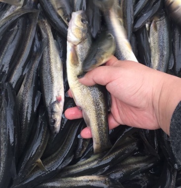 柳根鱼北极神柳成鱼