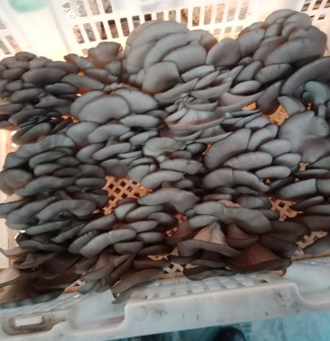 鲜灰平菇3cm一5cm浅灰色