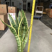 虎皮兰，净化空气，防辐射，美化环境，防污染