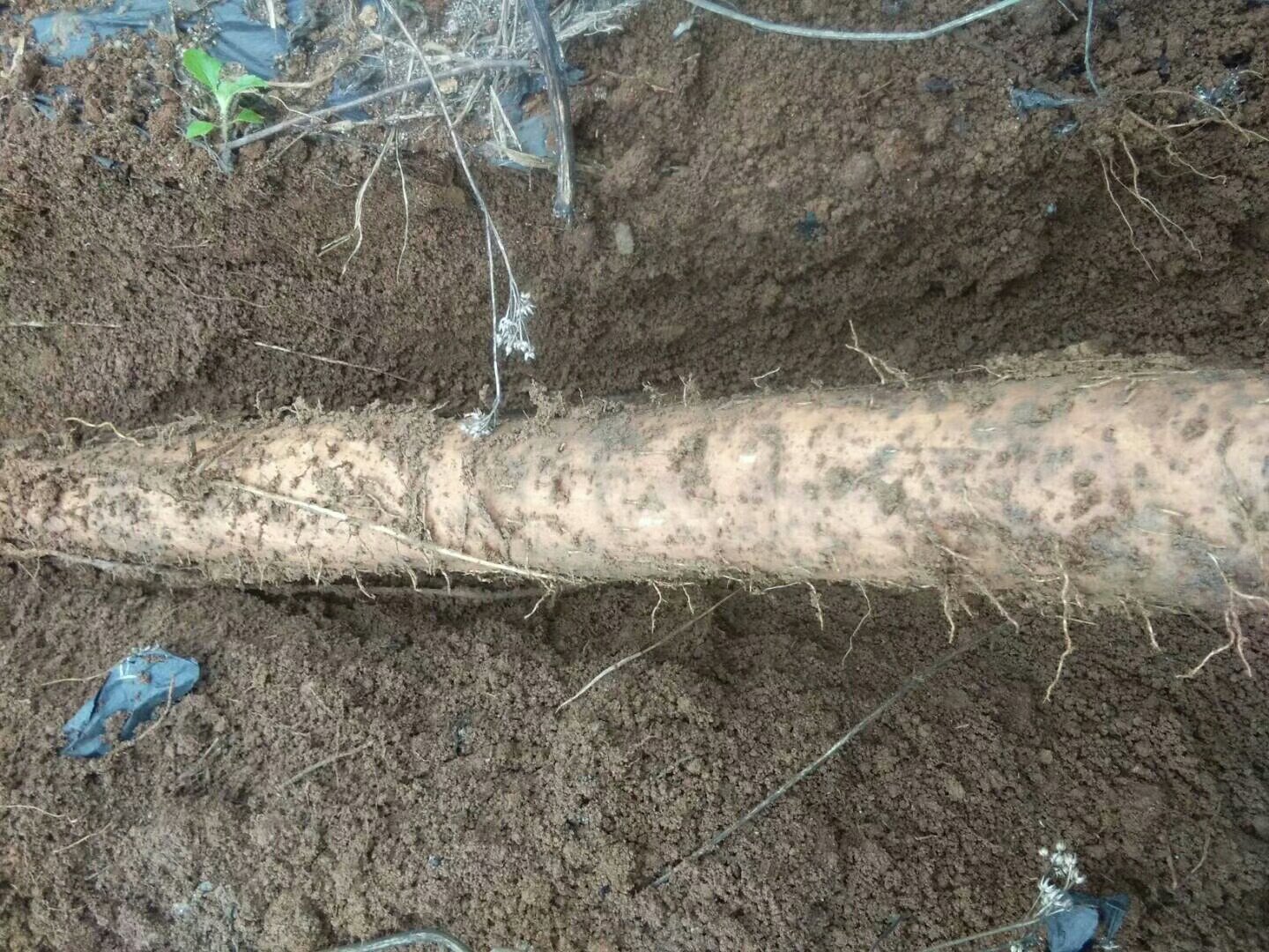 一根完整的长山药,呈细长圆柱形,表面为土黄色带深色斑点,有明显纵向纹理和密集的须根痕,一端带有残留茎基,另一端逐渐变细,背景为自然农田土壤环境 长山药整体外观特写