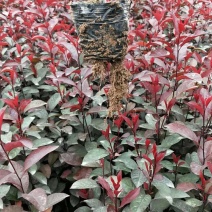 紫叶矮樱杯苗