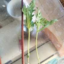 茼蒿供应