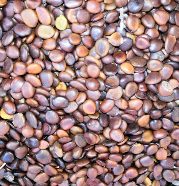 精选皮扁豆欢迎你的选购