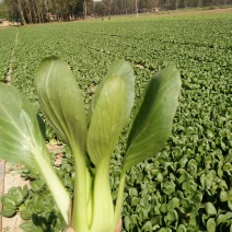 上海青小油菜，快菜，油麦菜
