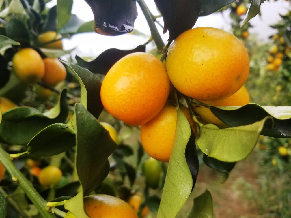 一盘新鲜采摘的金桔置于绿叶之间，背景为果园清晨景象