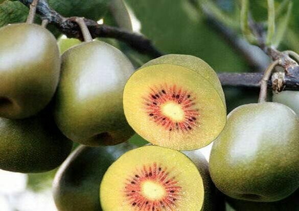 红心猕猴桃果园