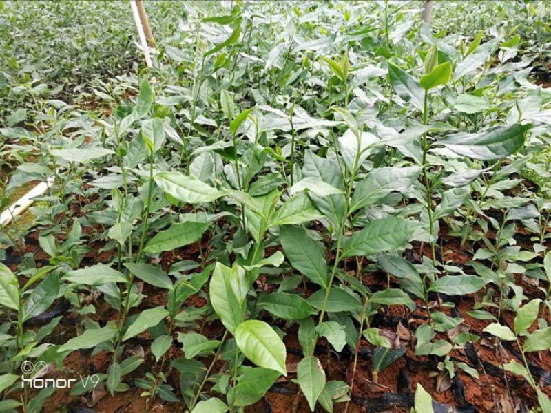 茶叶树苗英红九号红茶苗茶鸿雁十二号绿茶苗,白茶苗