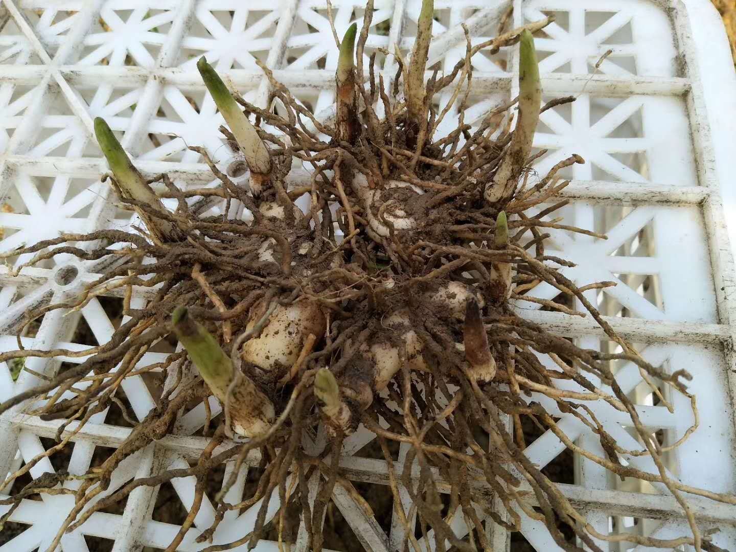 白芷药材展示图