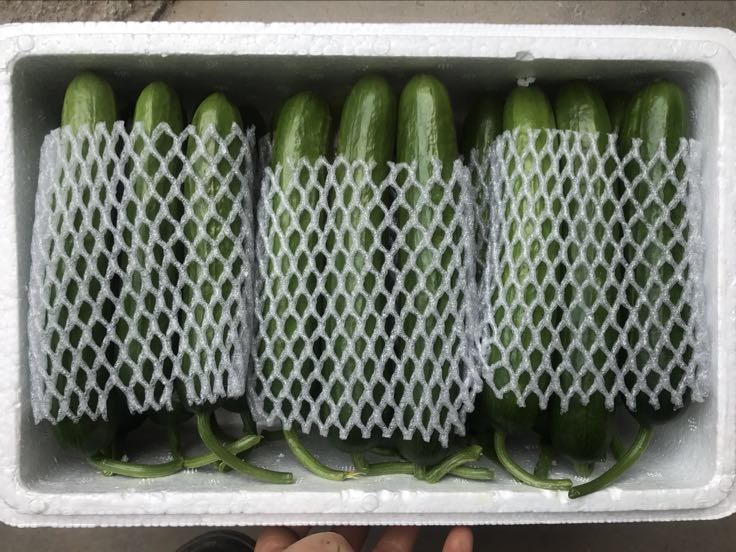 小黄瓜冷藏图